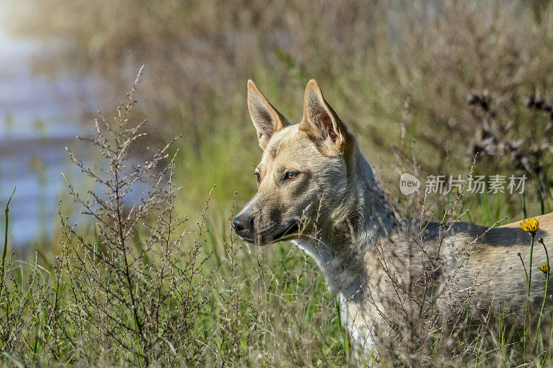 幼年澳洲野狗(Canis lupus Dingo)